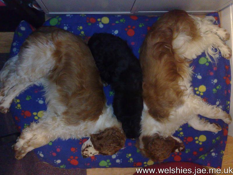 2010-12-07 04.jpg - Another Welshie Sandwich